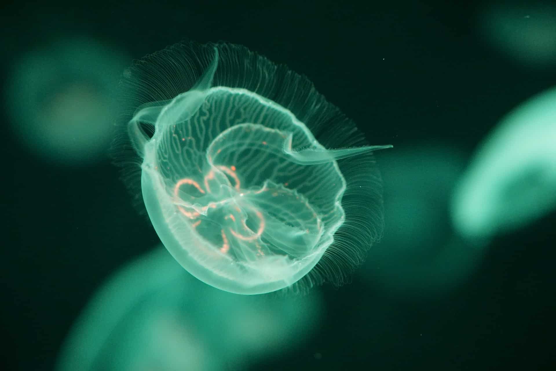 Brainless Wonders: Jellyfish Intelligence Redefining Our Understanding Of Ai