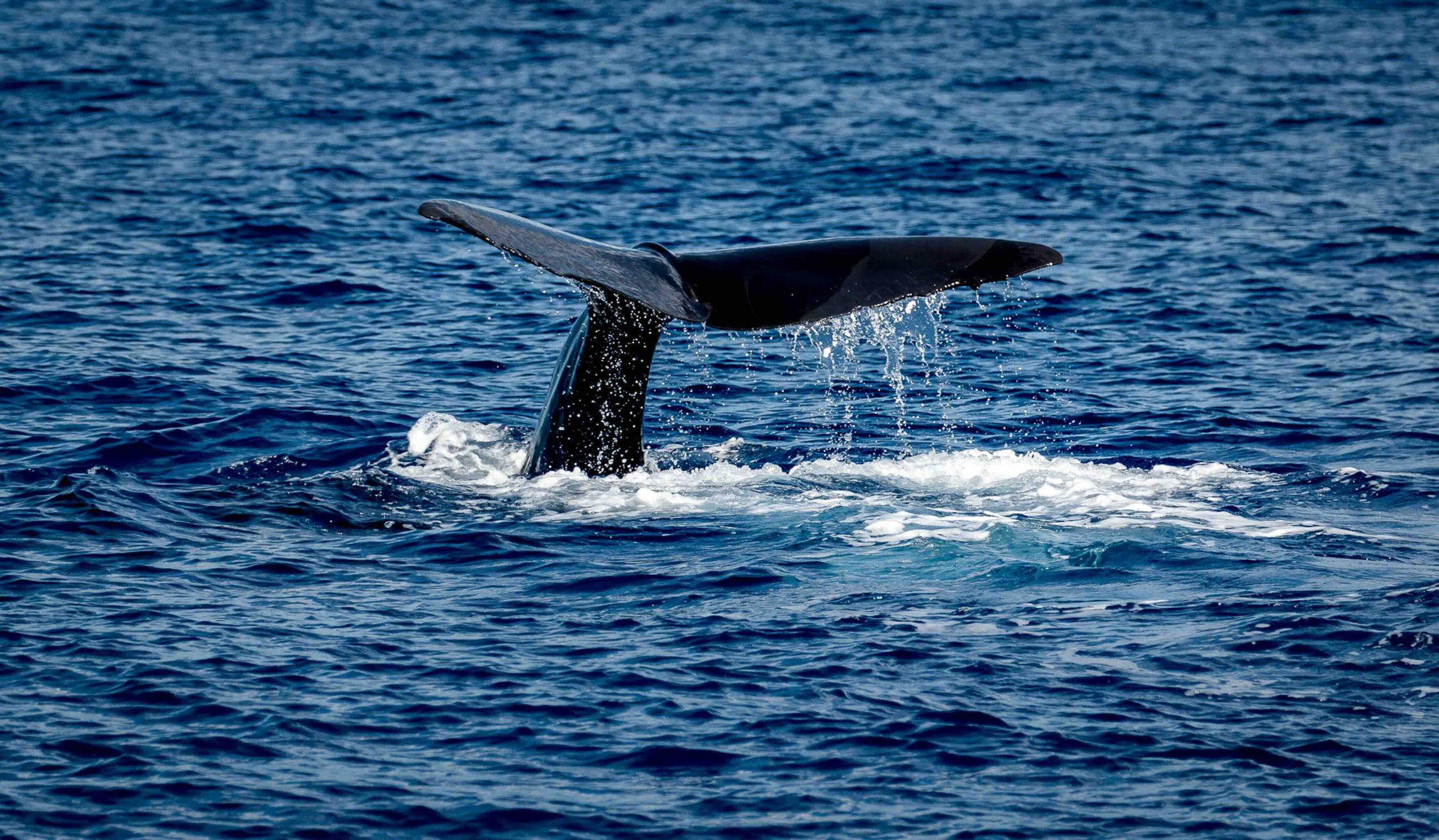 Machine Learning Helps Discover Sperm Whale's 'alphabet'